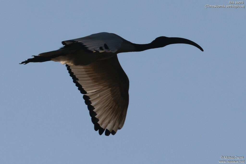 Ibis sacré