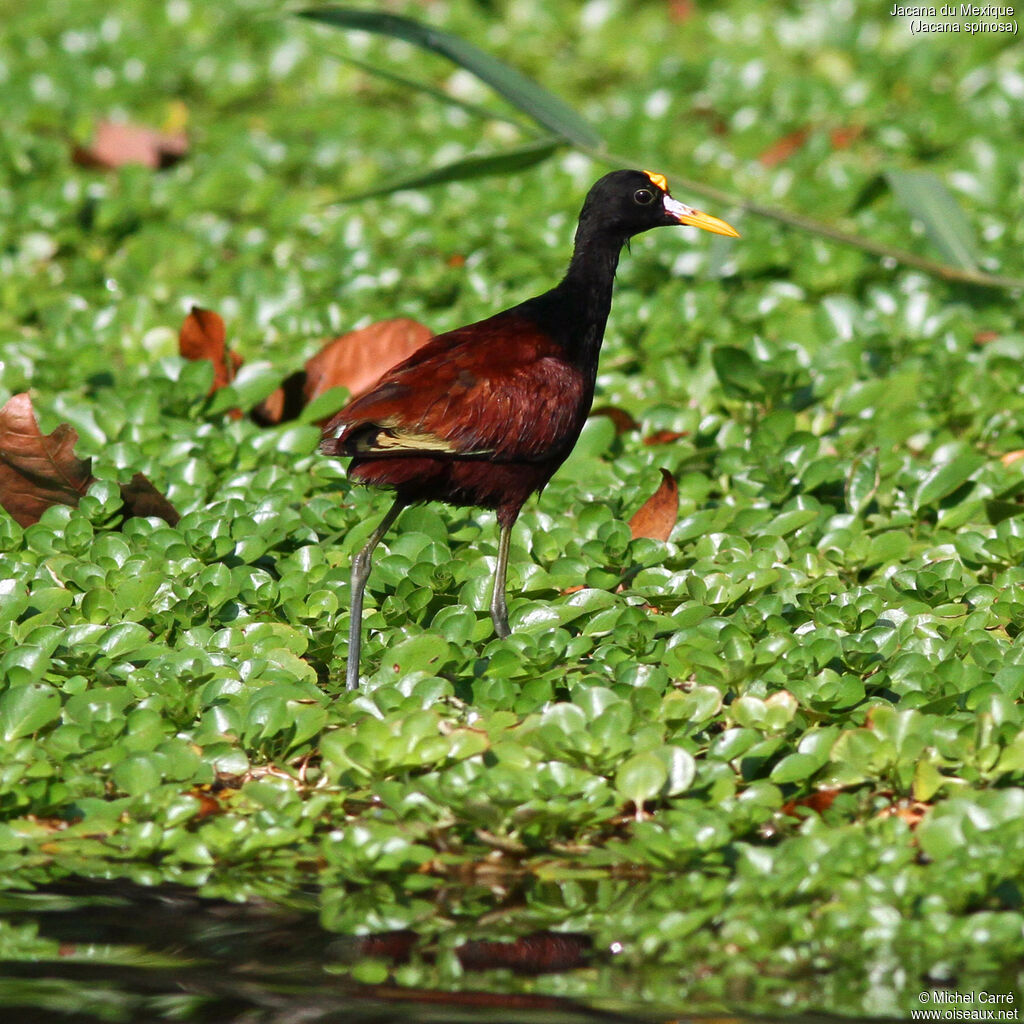 Jacana du Mexiqueadulte