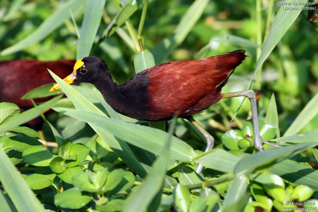 Jacana du Mexiqueadulte