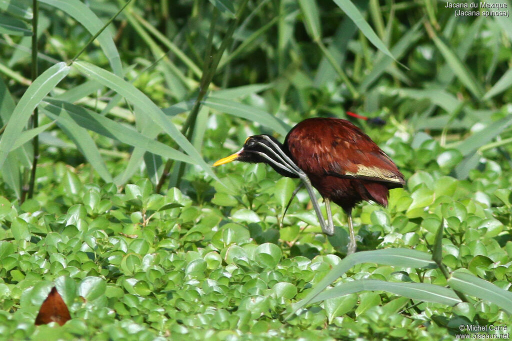Jacana du Mexiqueadulte