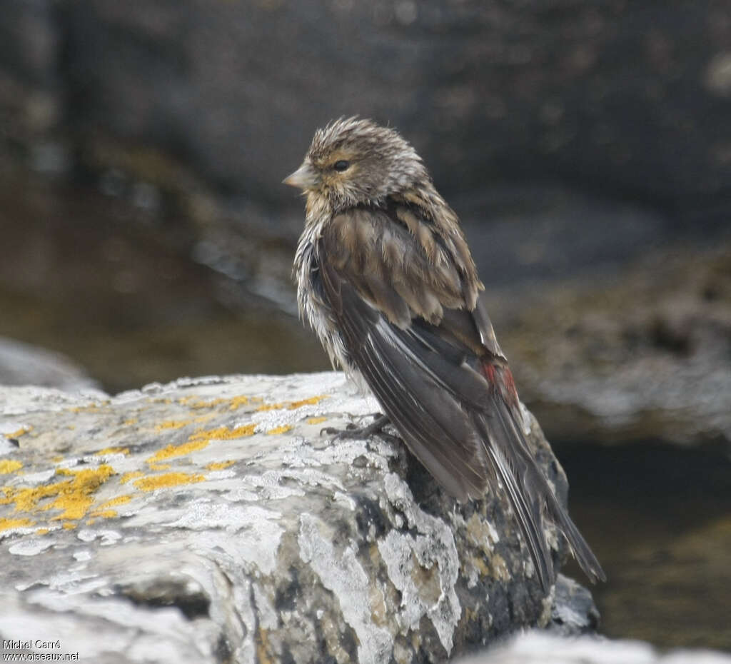 Twite male adult breeding, care