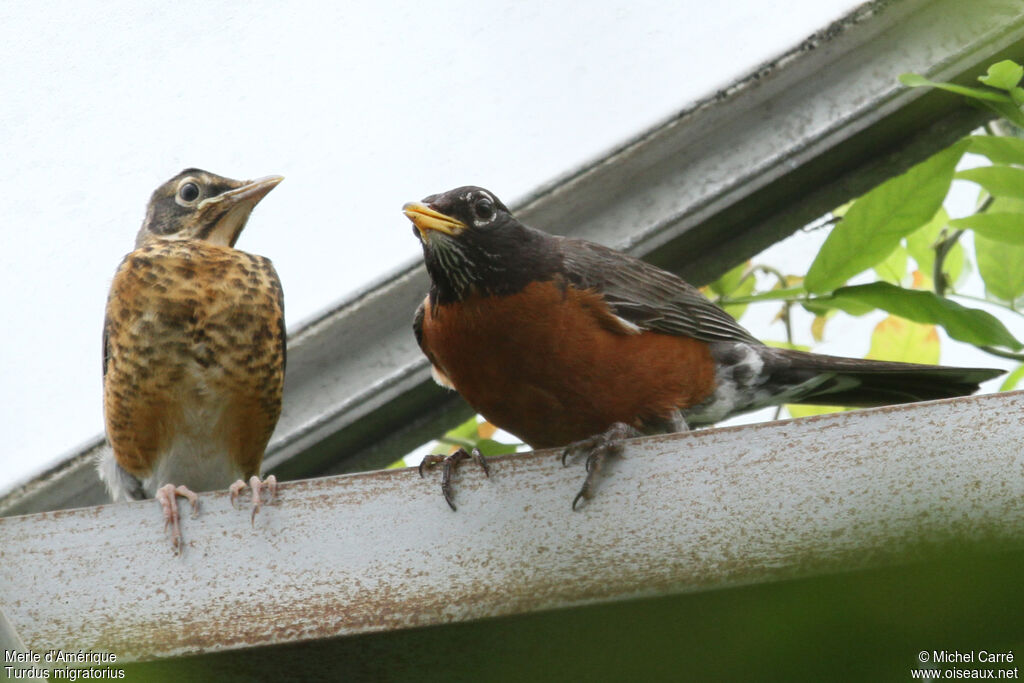 American Robin, identification