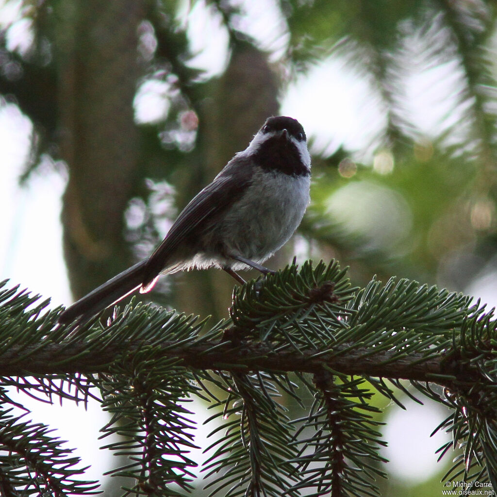 Mésange à tête noire