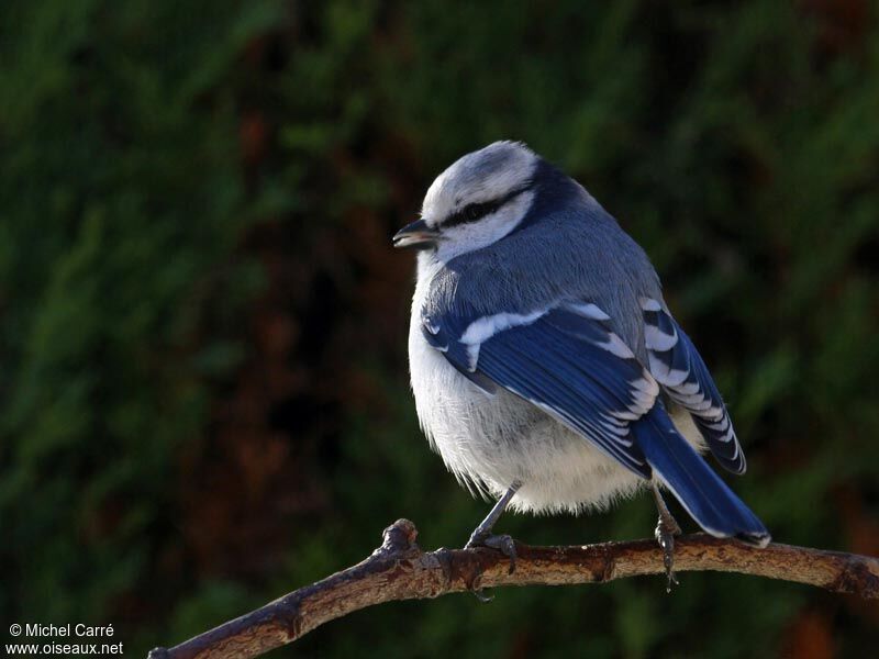 Mésange azuréeadulte