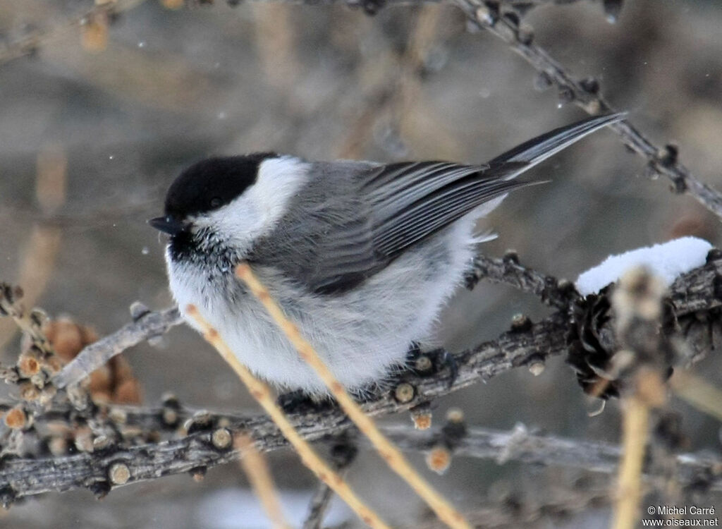 Willow Tit