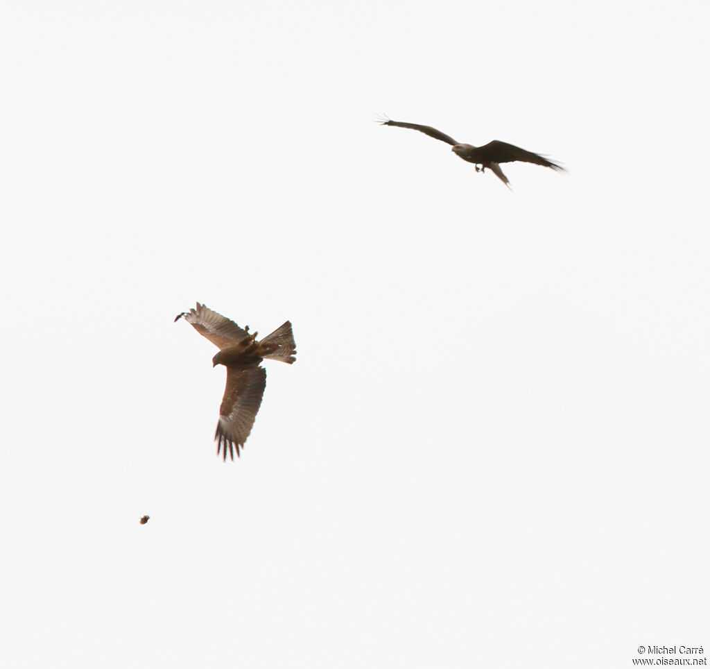 Black Kite adult, Flight, Behaviour