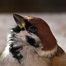 Moineau friquet
