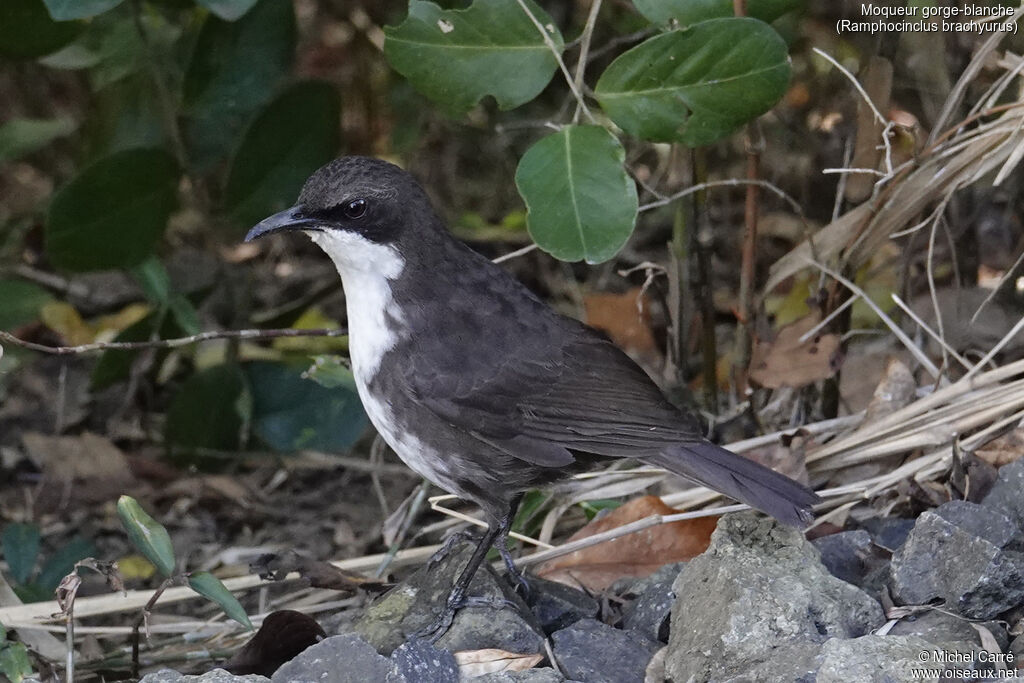 Moqueur gorge-blancheadulte