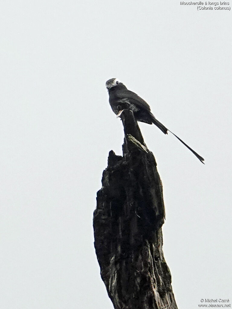 Moucherolle à longs brinsadulte