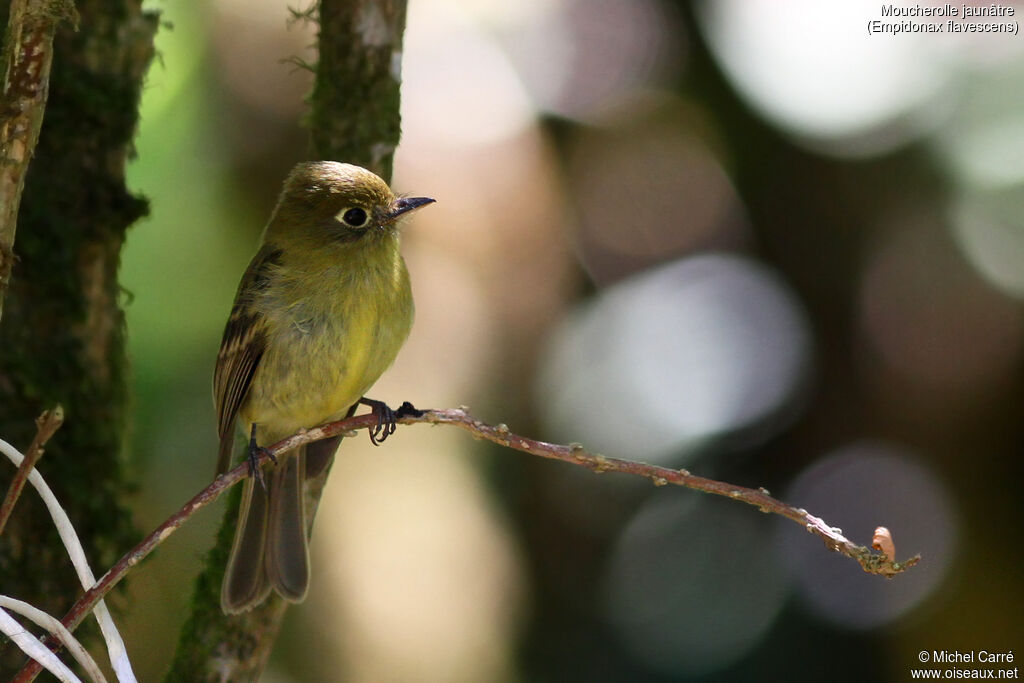 Yellowish Flycatcher