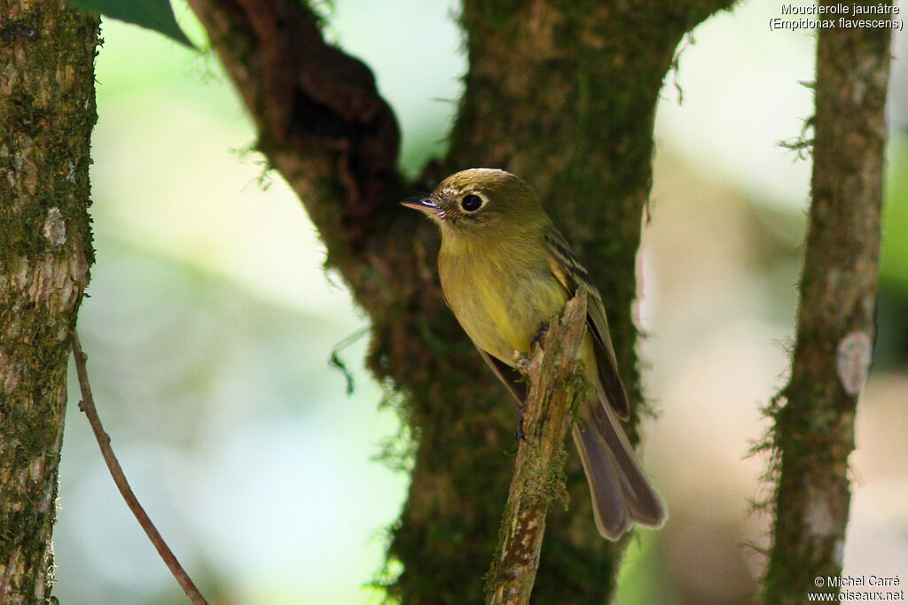 Yellowish Flycatcher