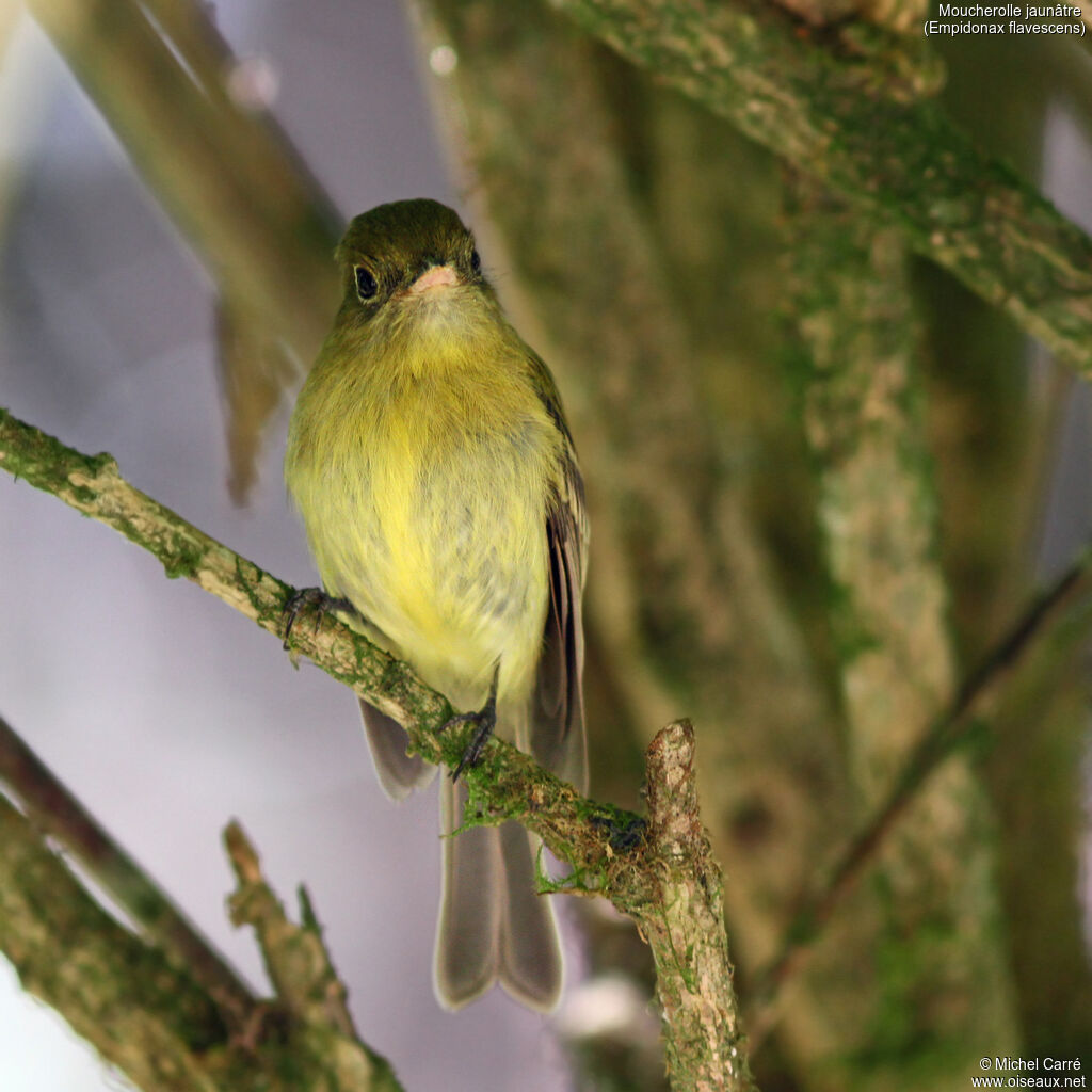 Yellowish Flycatcher