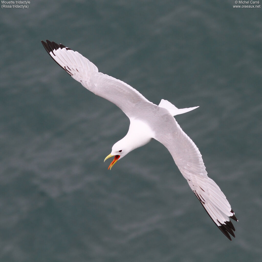 Mouette tridactyleadulte nuptial