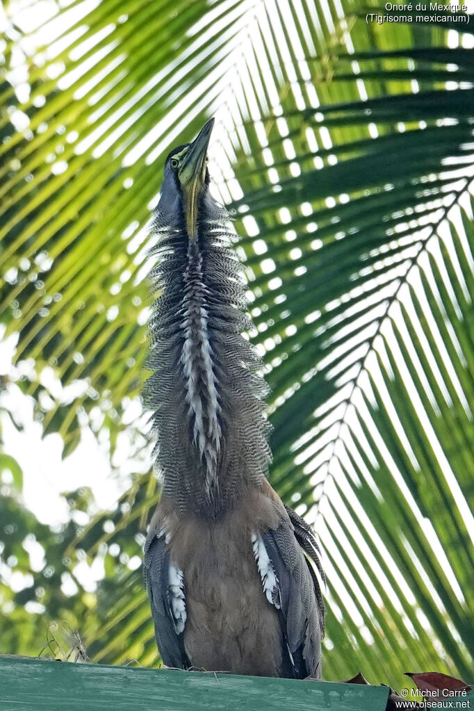 Bare-throated Tiger Heronadult