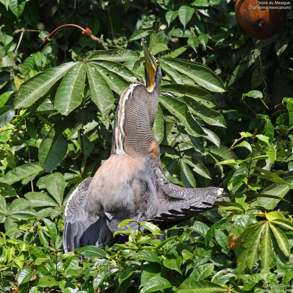 Bare-throated Tiger Heron
