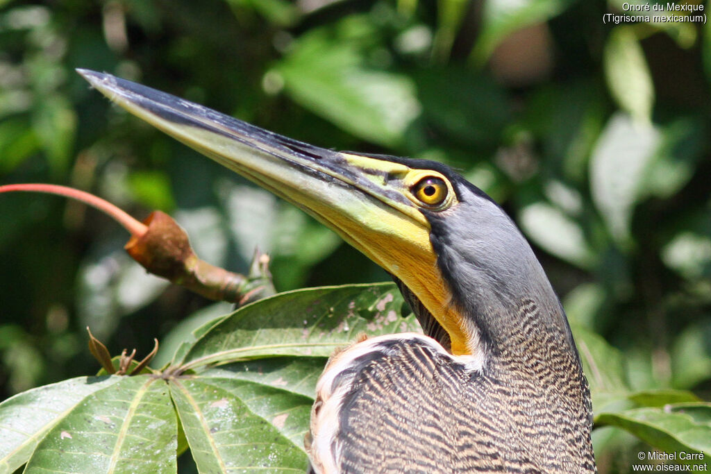 Bare-throated Tiger Heronadult, close-up portrait