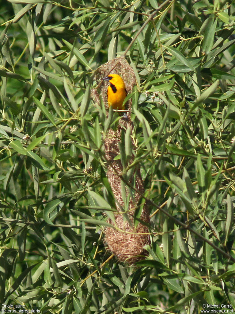 Yellow Oriole male adult