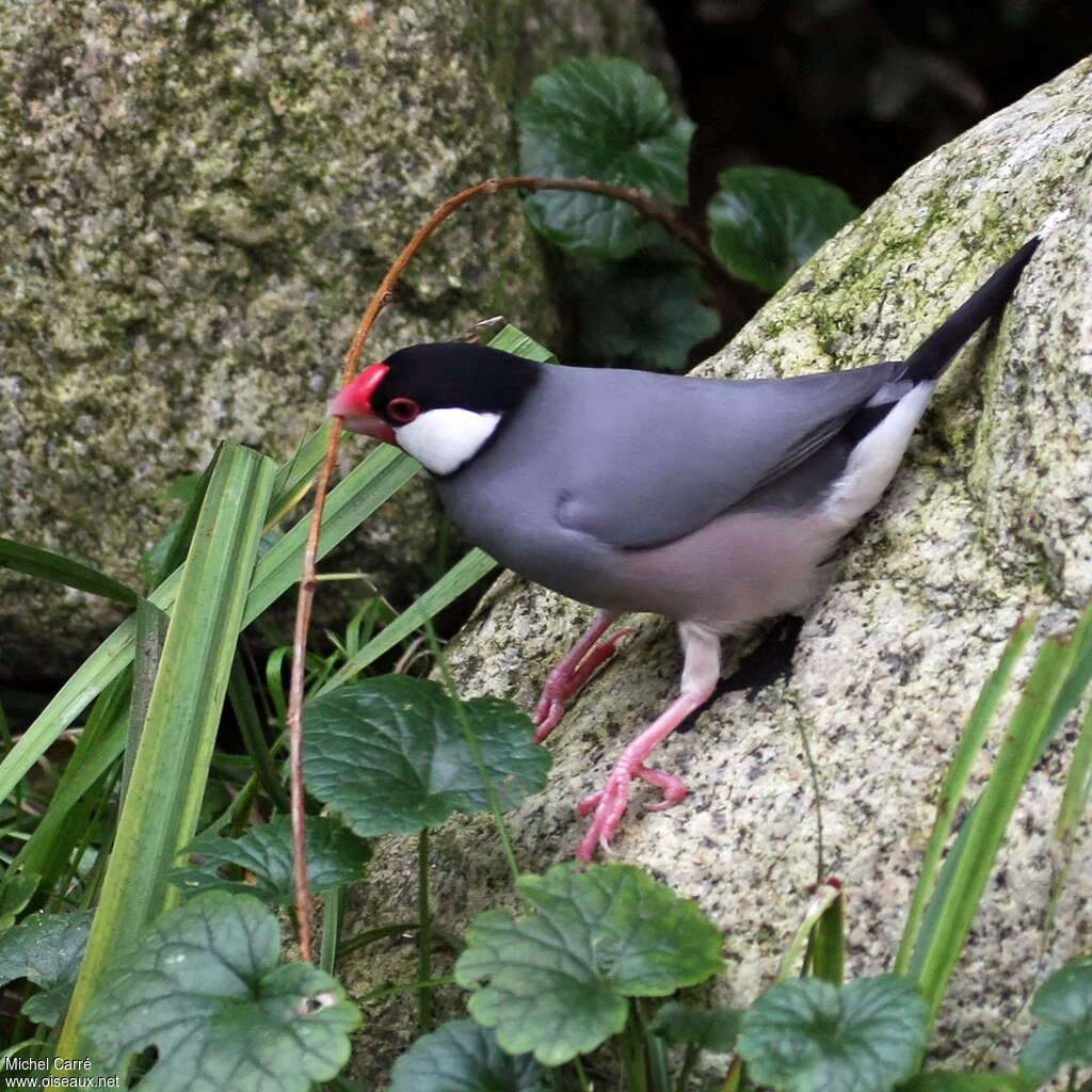 Padda de Java mâle adulte, identification
