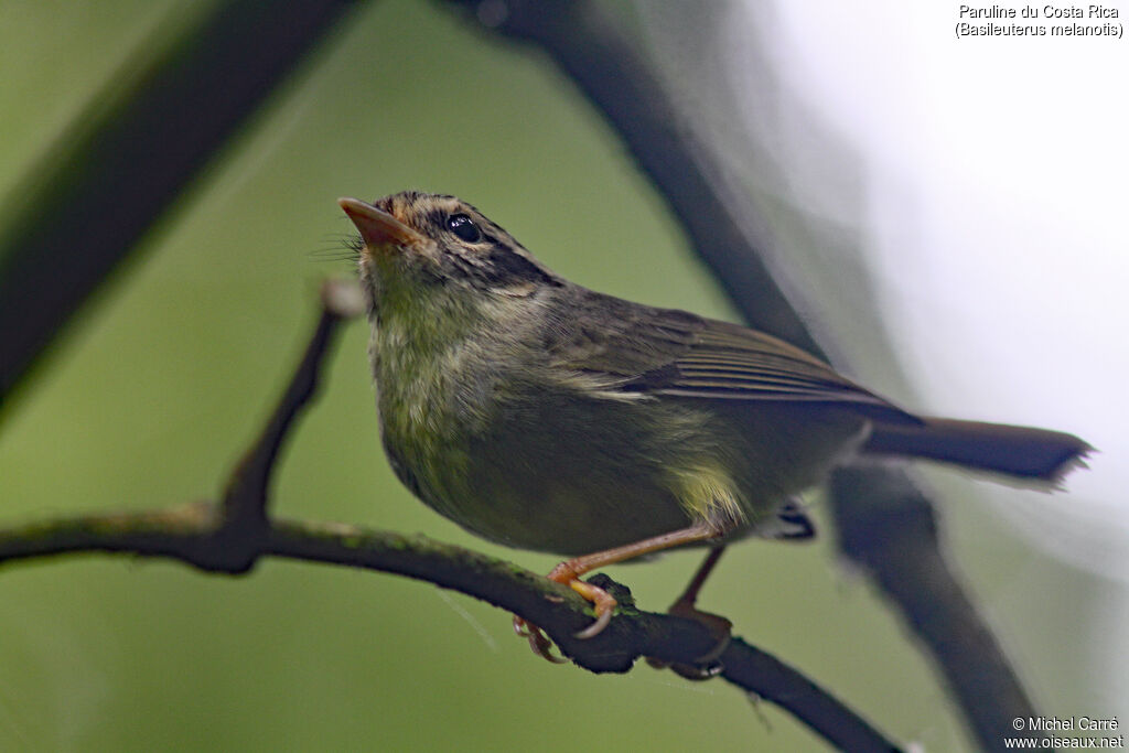 Black-eared Warbleradult