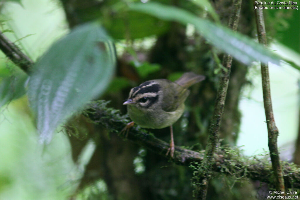Black-eared Warbleradult