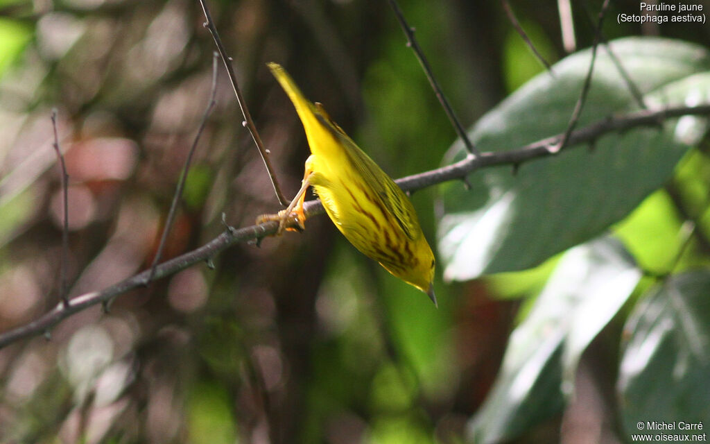 Paruline jaune mâle adulte