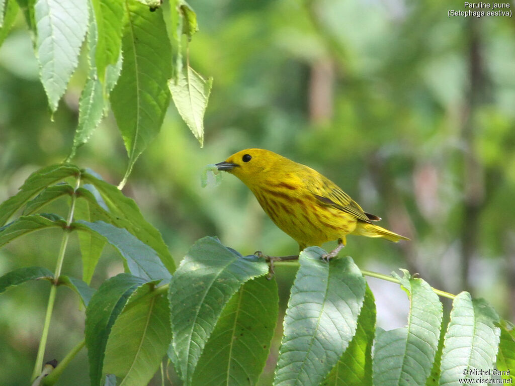 Paruline jaune