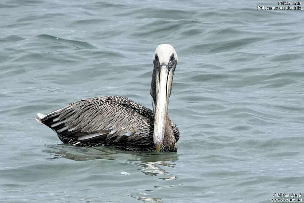 Pélican brunadulte internuptial, identification, nage