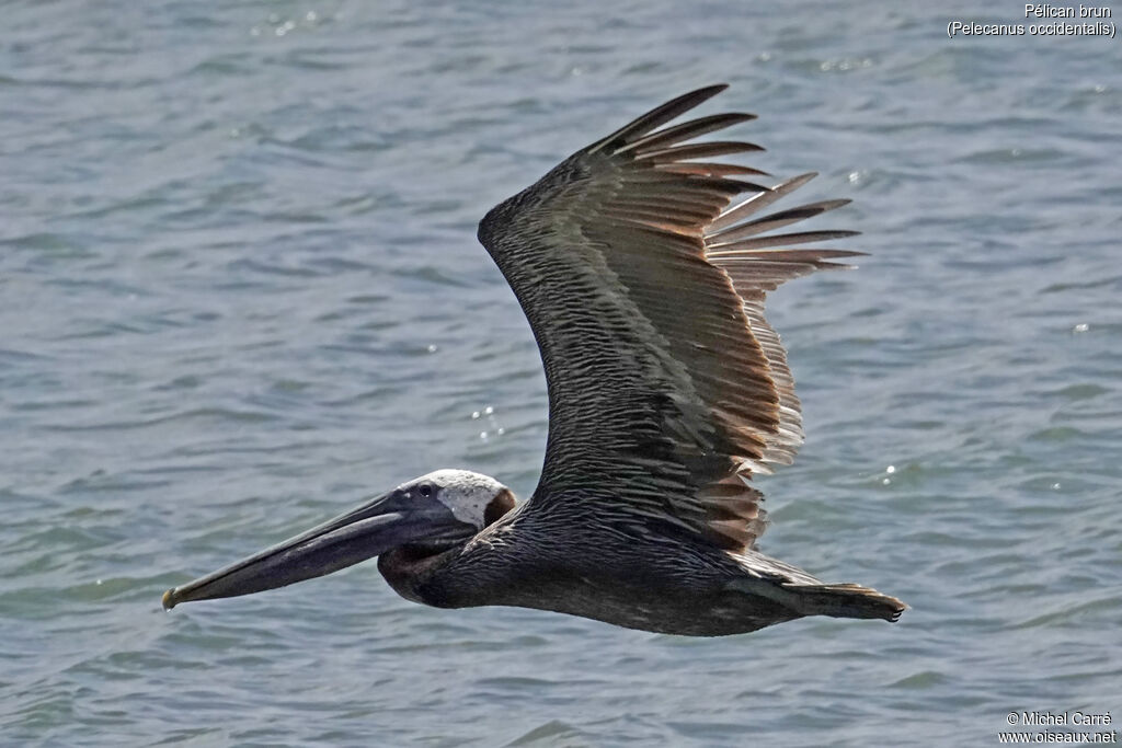Pélican brun