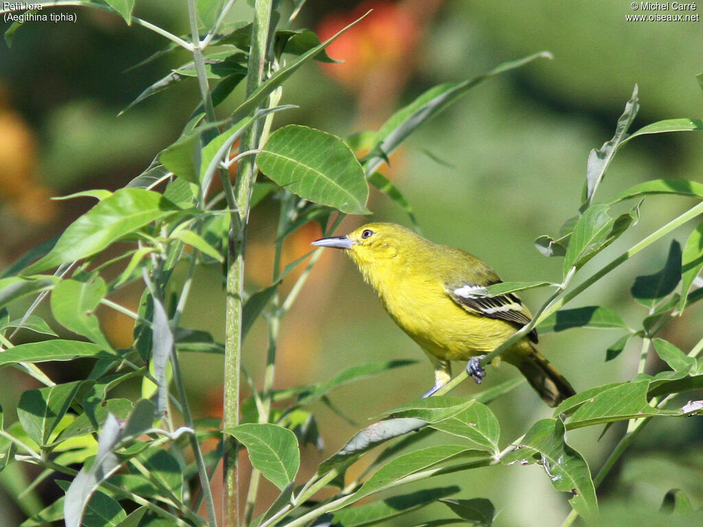 Common Iora female adult