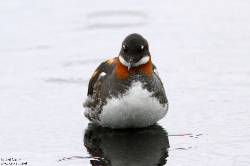 Phalarope à bec étroit femelle adulte nuptial, portrait