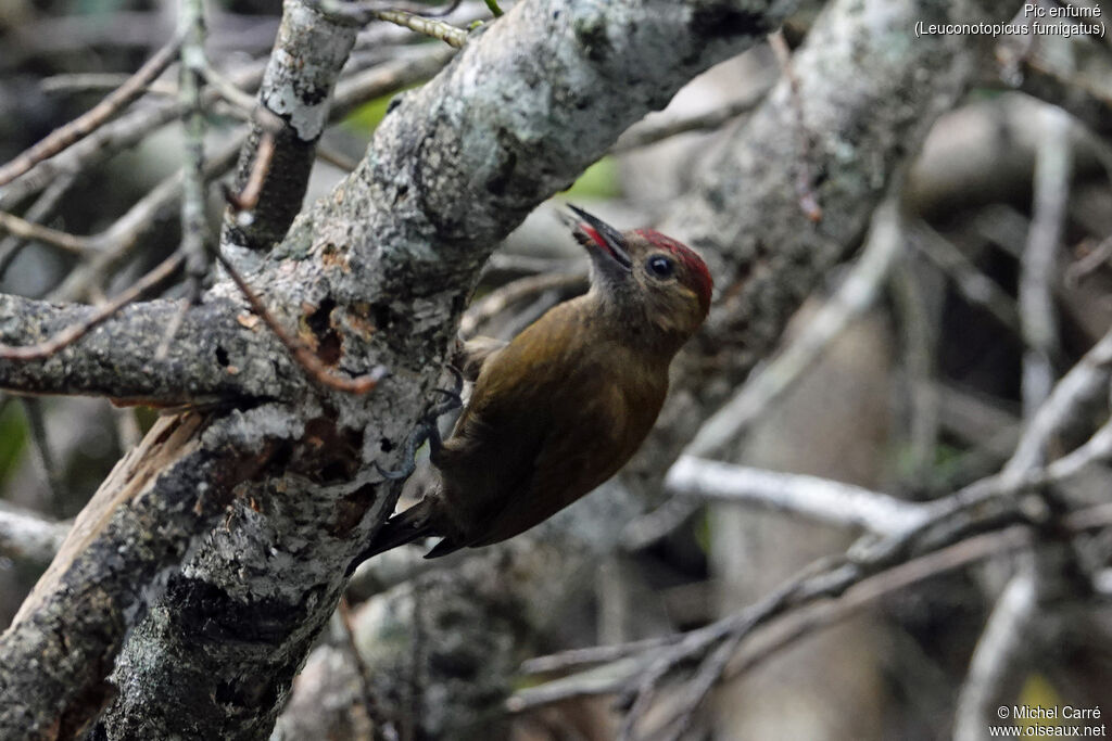 Smoky-brown Woodpecker male adult