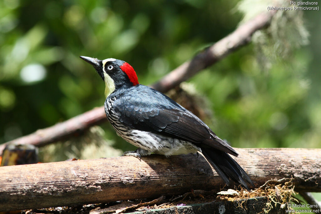 Acorn Woodpecker female adult