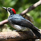 Pic glandivore