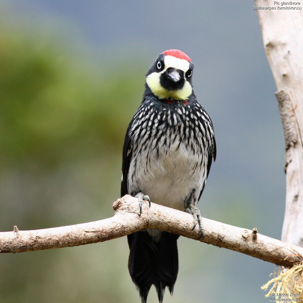 Acorn Woodpecker male adult