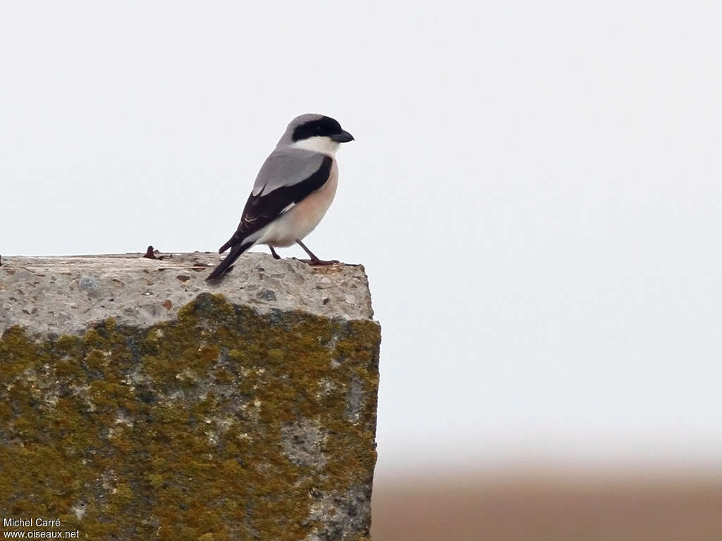 Lesser Grey Shrike male adult breeding, pigmentation