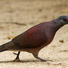 Pigeon de Madagascar
