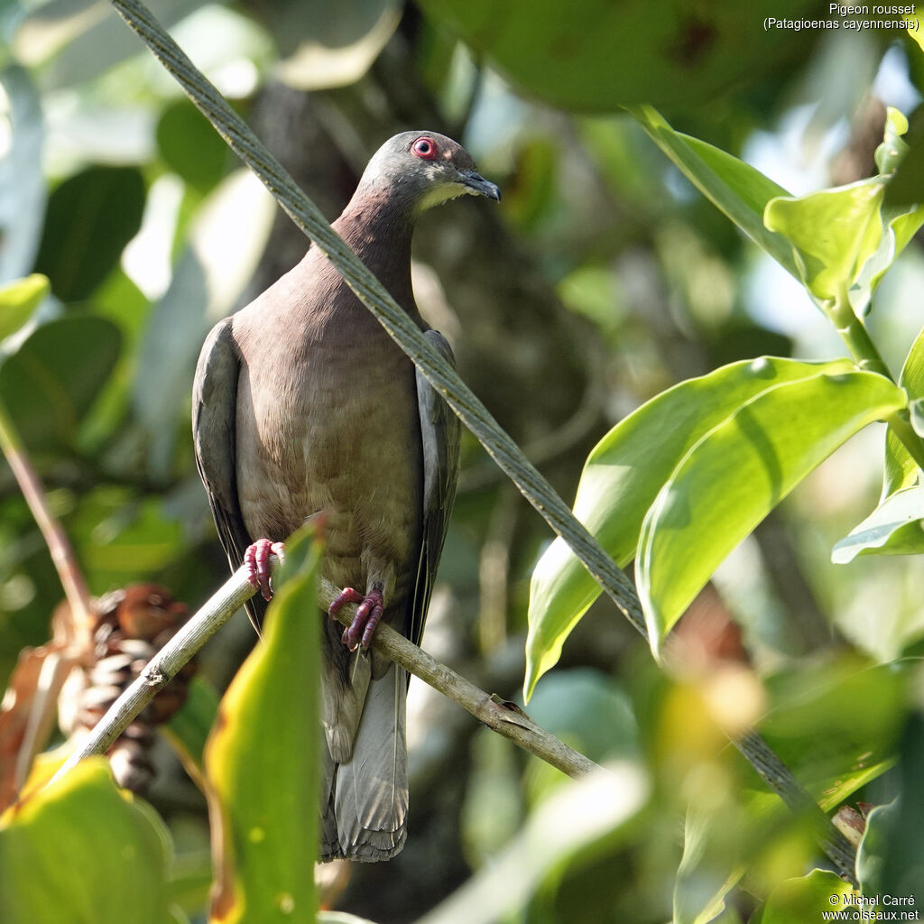 Pigeon roussetadulte