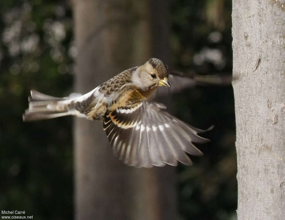 Brambling female Second year, pigmentation, Flight