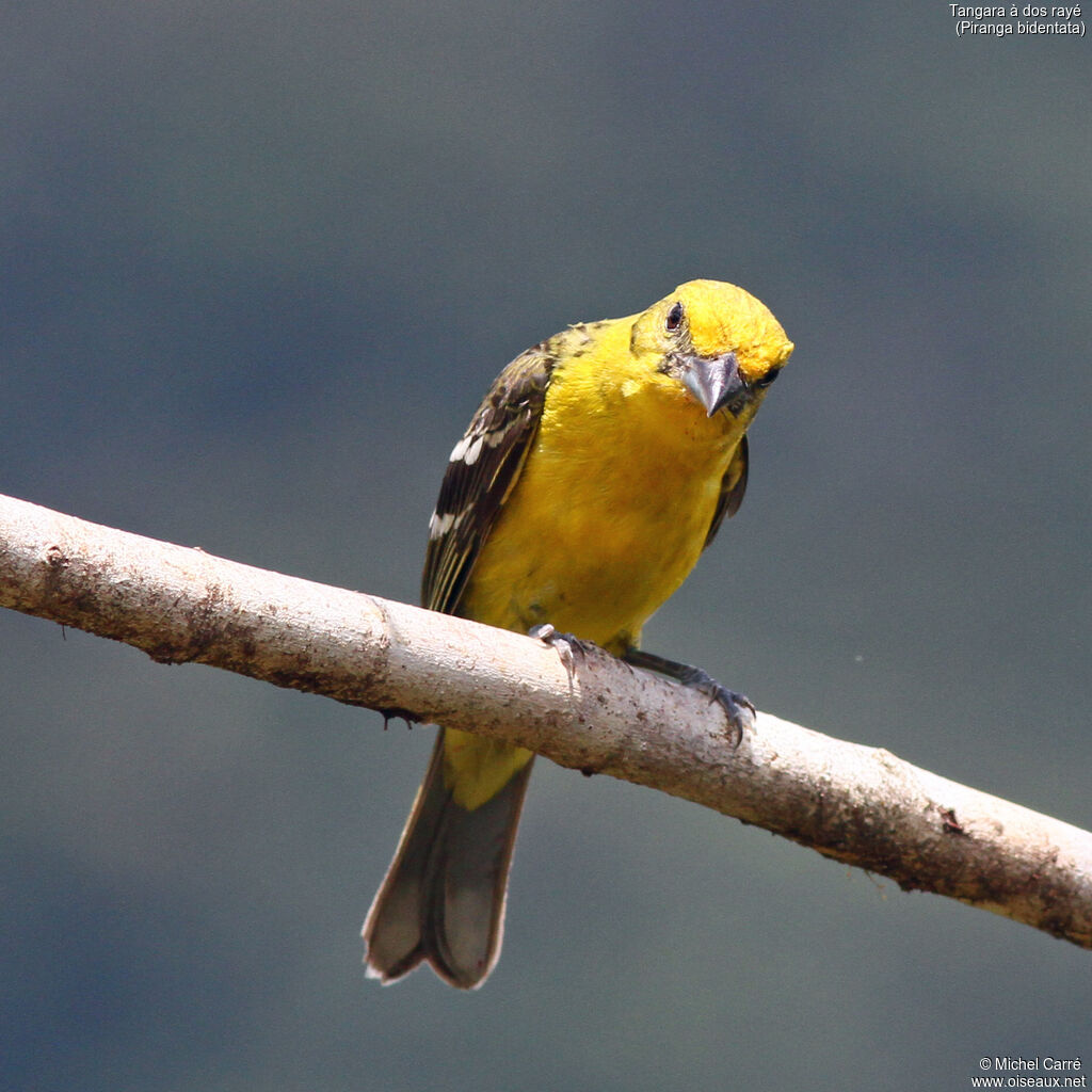 Flame-colored Tanager