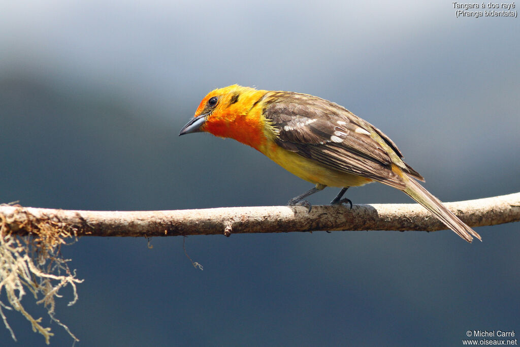 Flame-colored Tanager