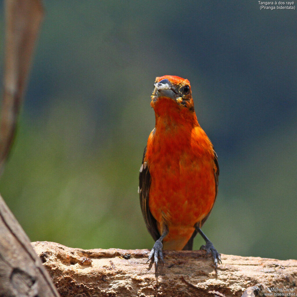 Flame-colored Tanager