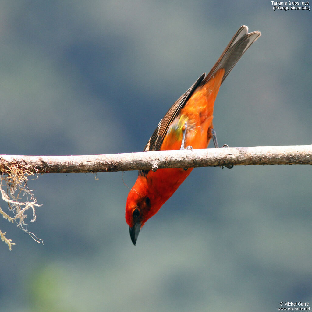 Flame-colored Tanager