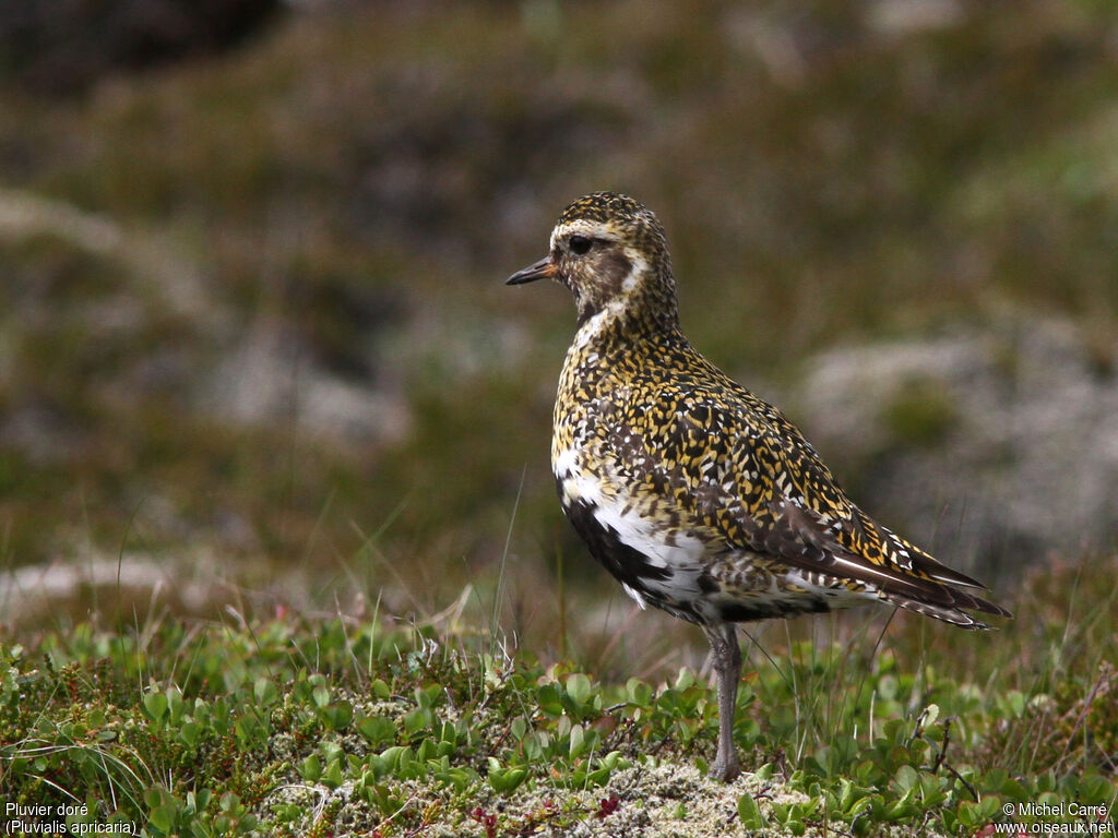 European Golden Ploveradult breeding