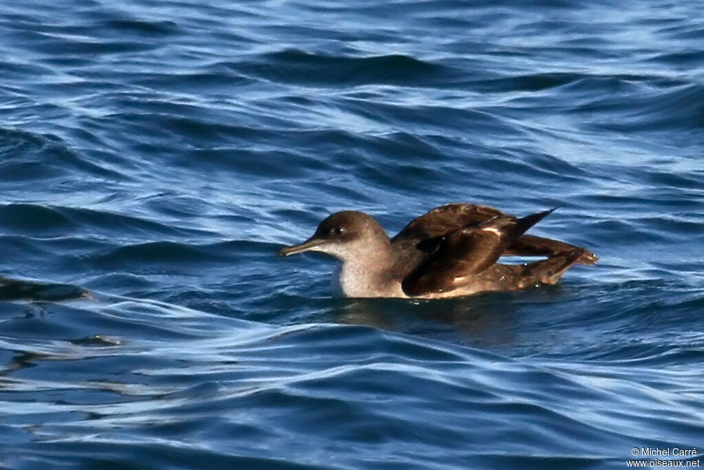 Balearic Shearwater