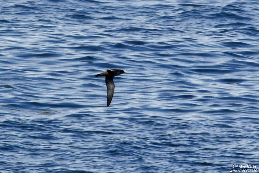 Sooty Shearwater