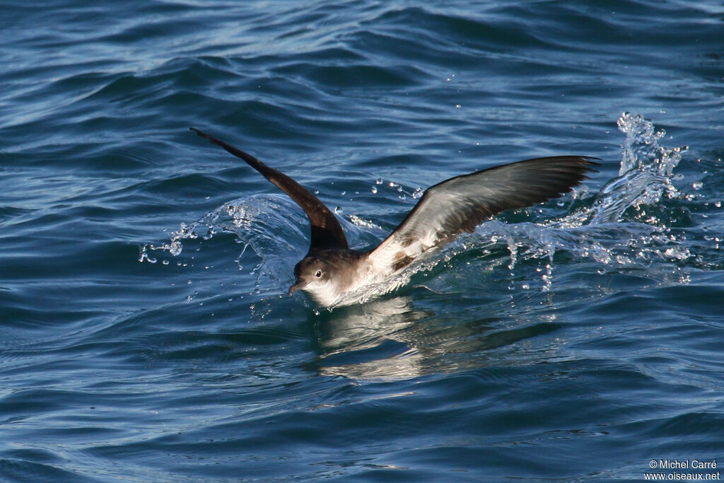 Yelkouan Shearwater
