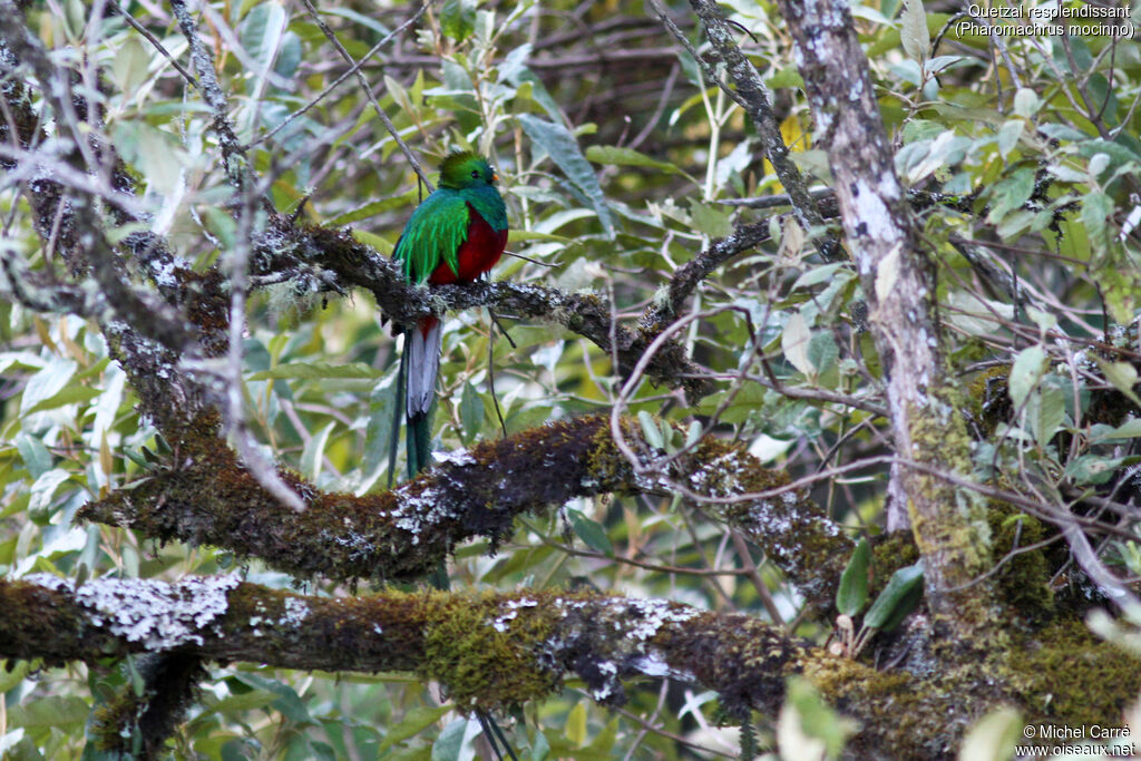 Resplendent Quetzal male adult