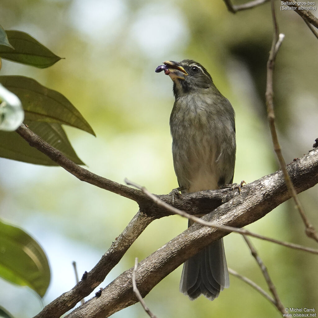 Saltator gros-becadulte, identification, mange