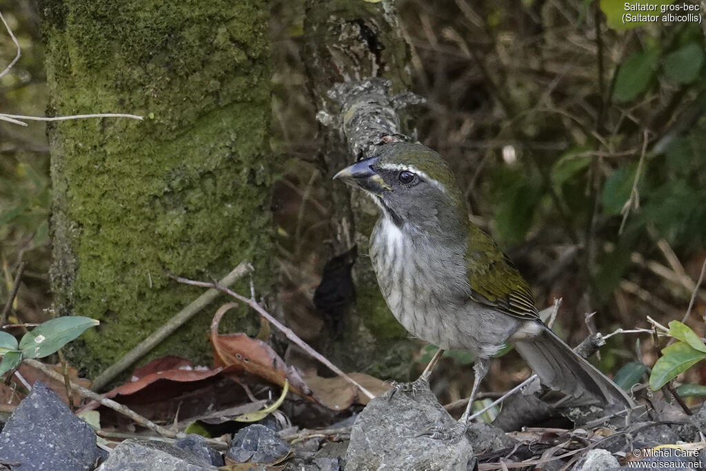 Saltator gros-becadulte, identification