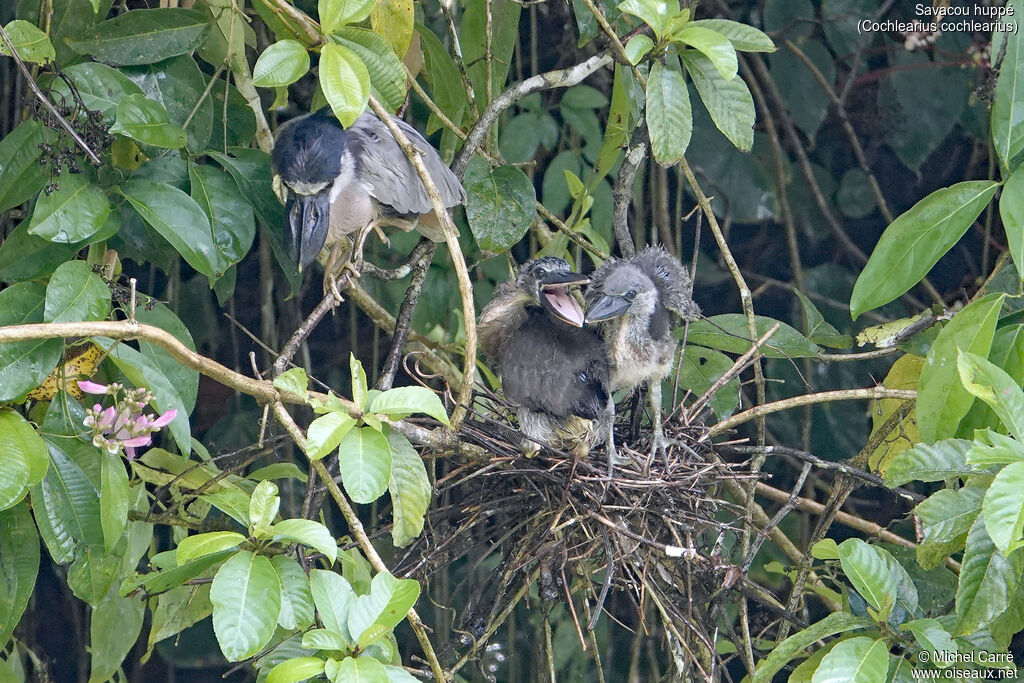 Boat-billed Heron